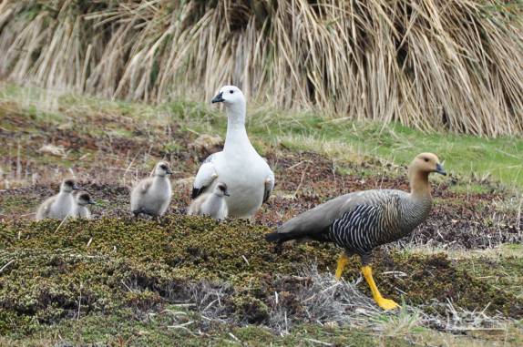 Um casal de upland gueese caminha com seus filhotes em Carcass Island, no noroeste das Ilhas Malvinas